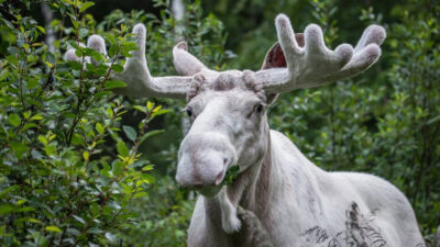 Fördjupning om älgar
