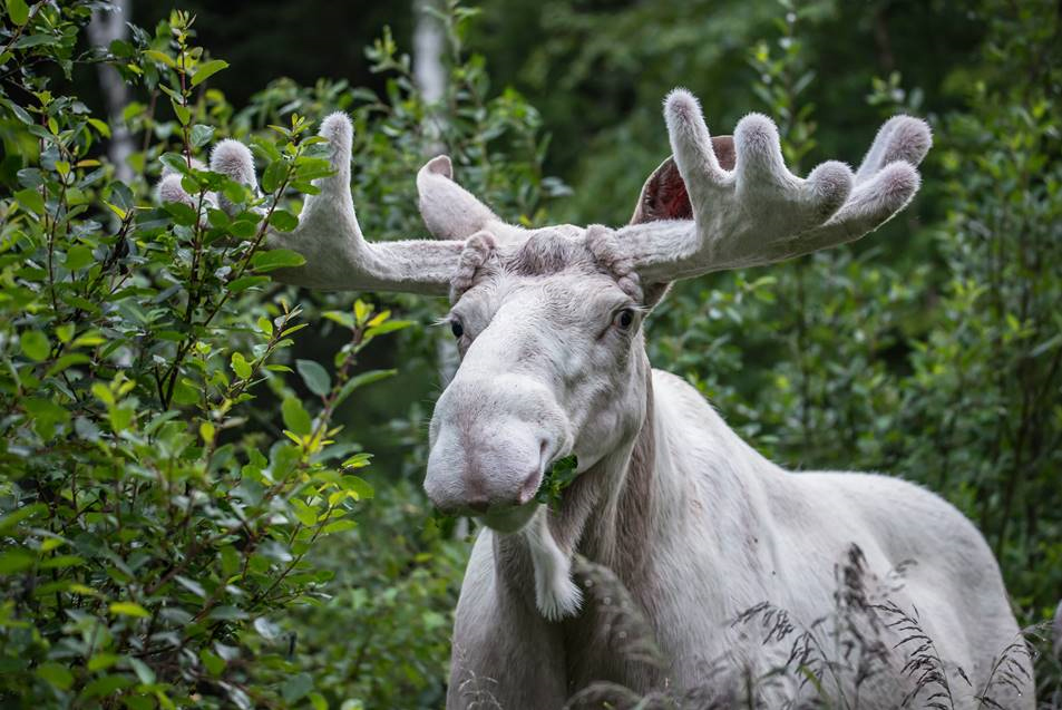Fördjupning om älgar